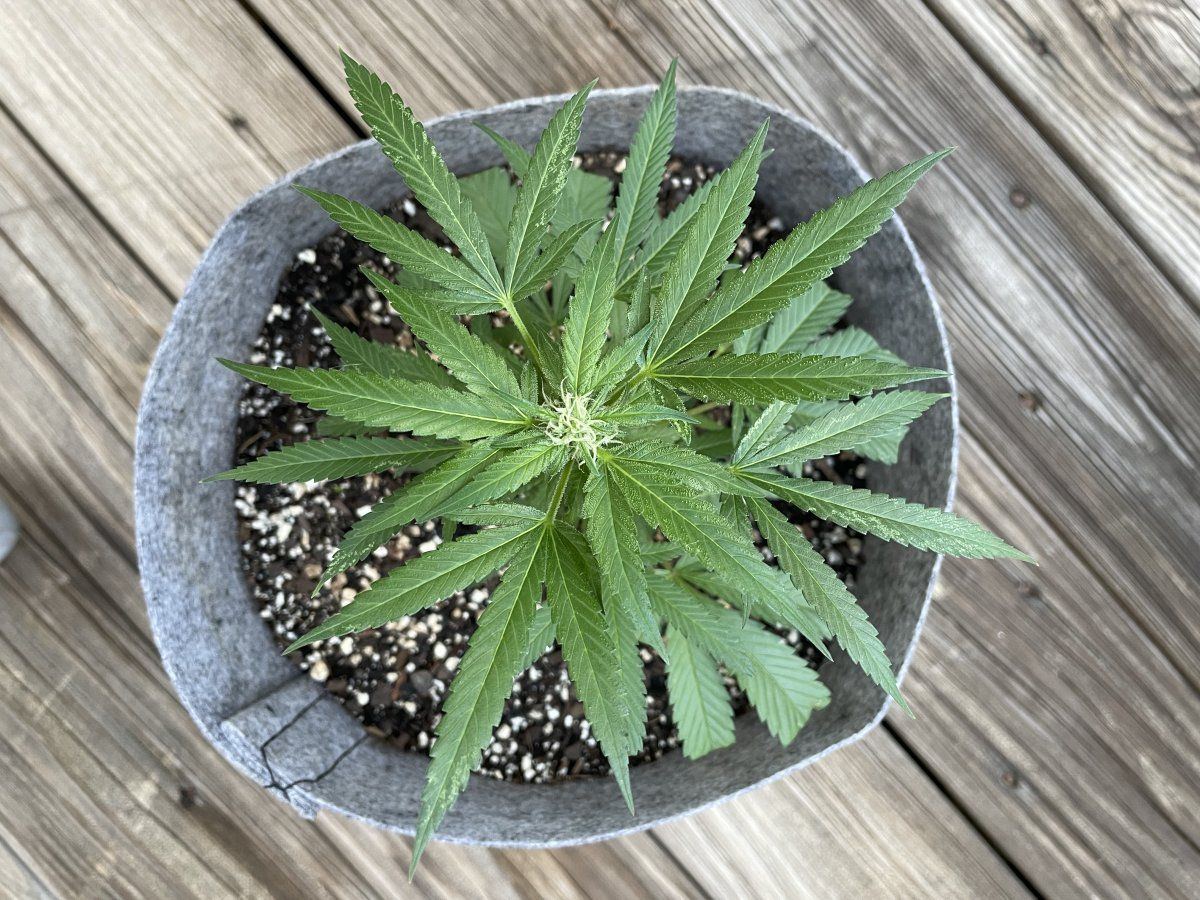 THC Bomb CLONES 09 19 2023 03