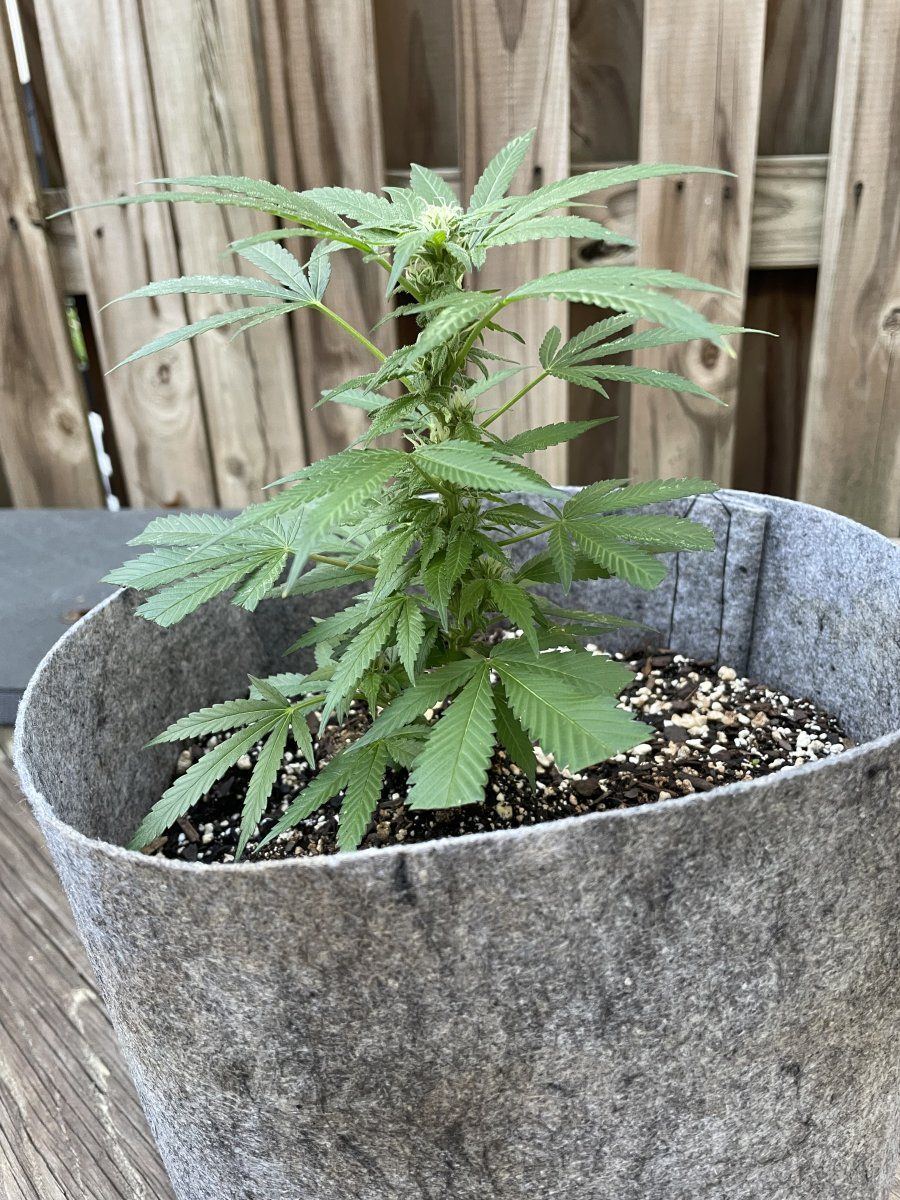 THC Bomb CLONES 09 19 2023 04