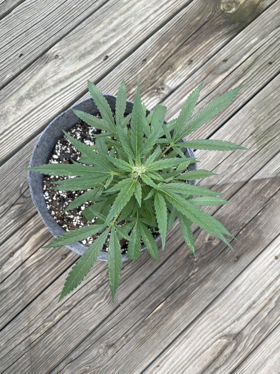 THC Bomb CLONES 09 22 2023 01
