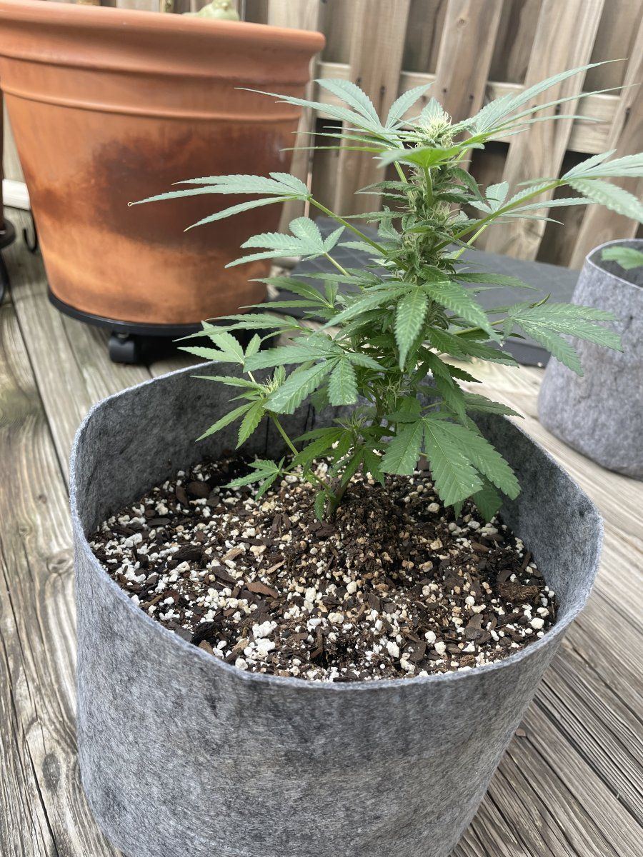 THC Bomb CLONES 09 22 2023 02