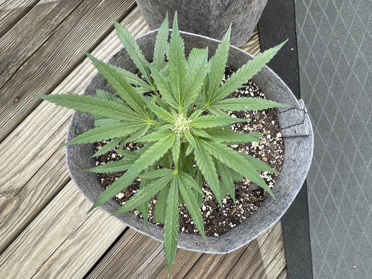 THC Bomb CLONES 09 22 2023 03