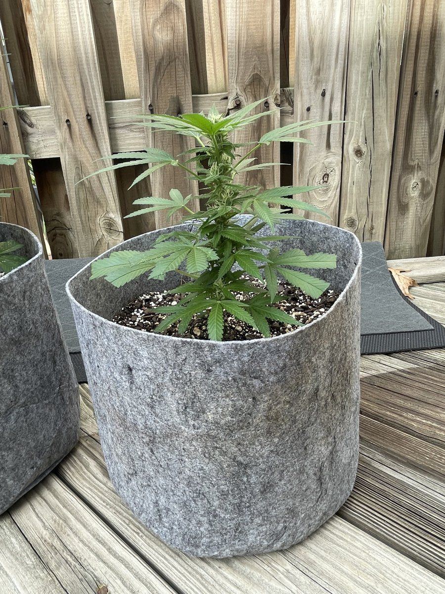THC Bomb CLONES 09 22 2023 04