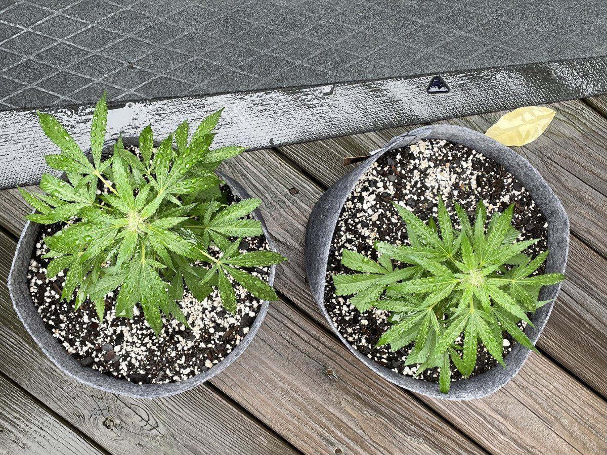 THC Bomb CLONES 09 24 2023 01