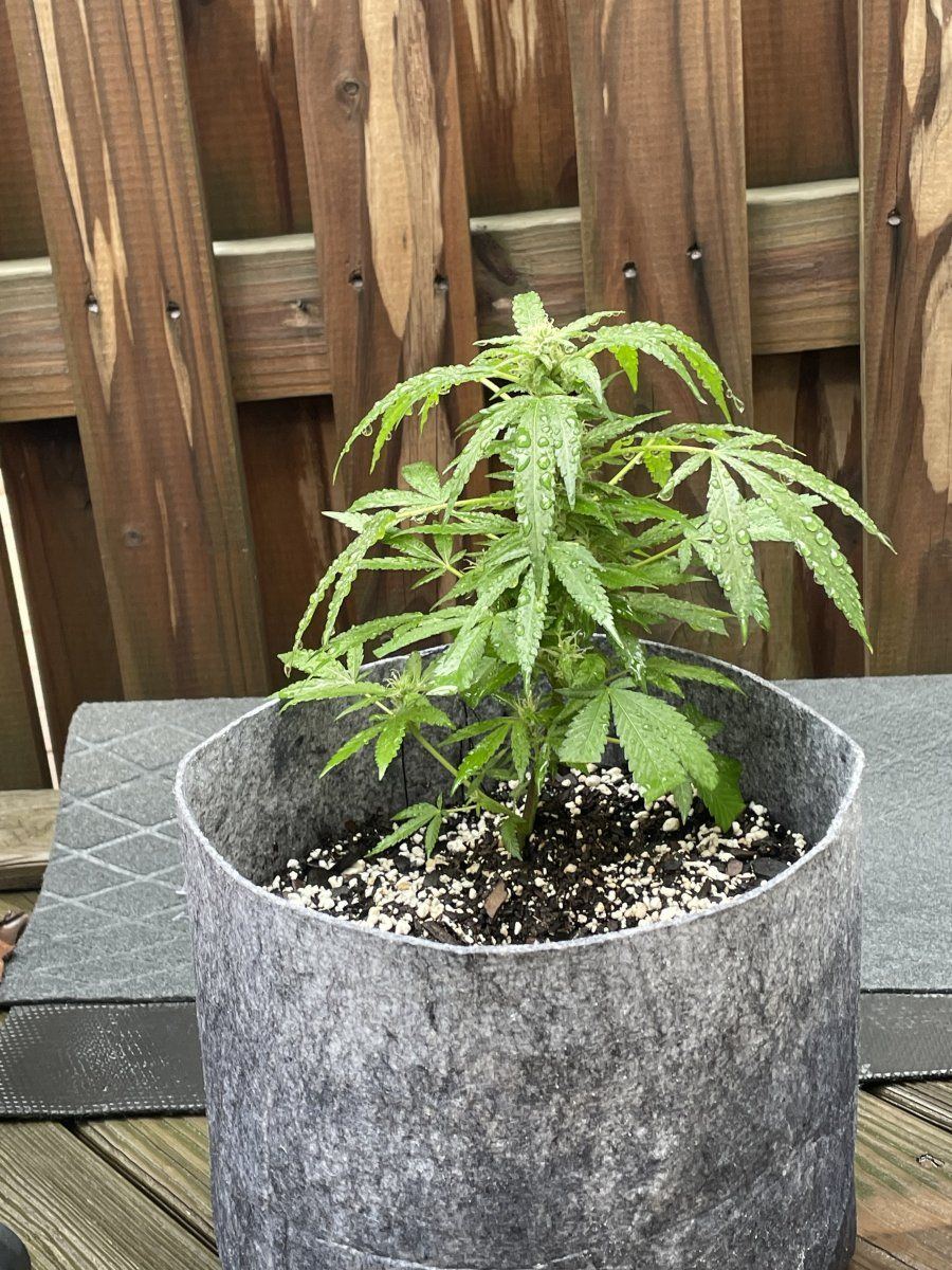 THC Bomb CLONES 09 24 2023 02