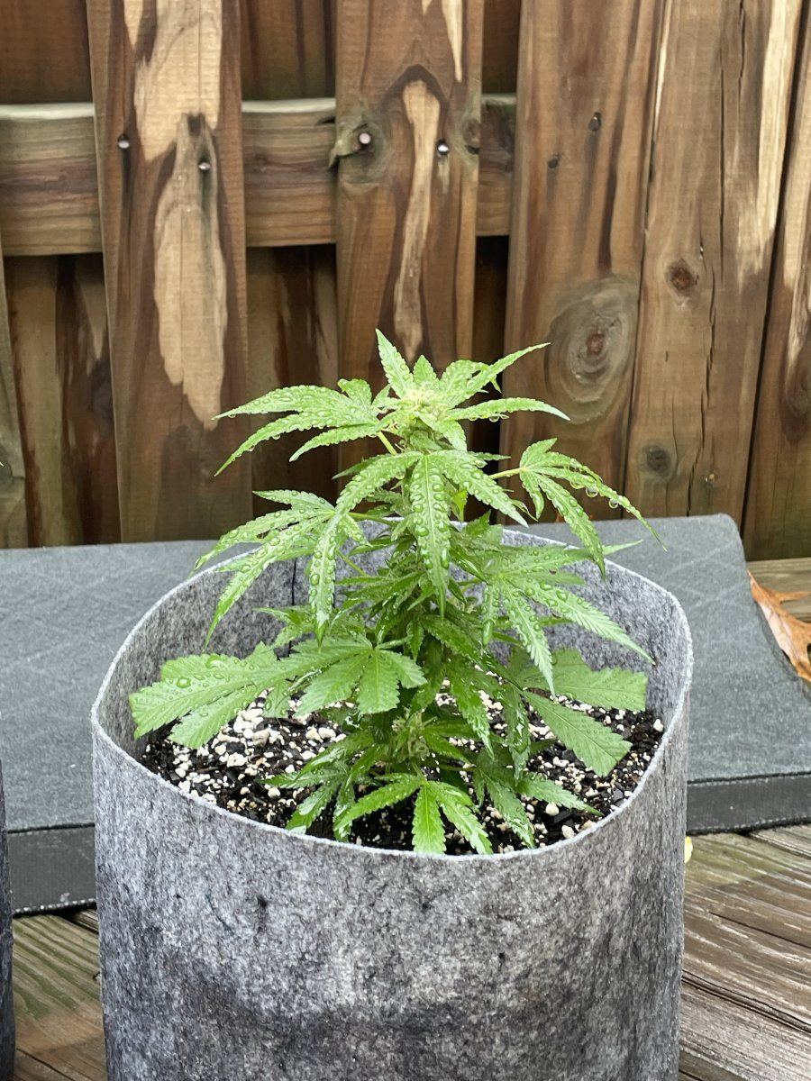 THC Bomb CLONES 09 24 2023 03