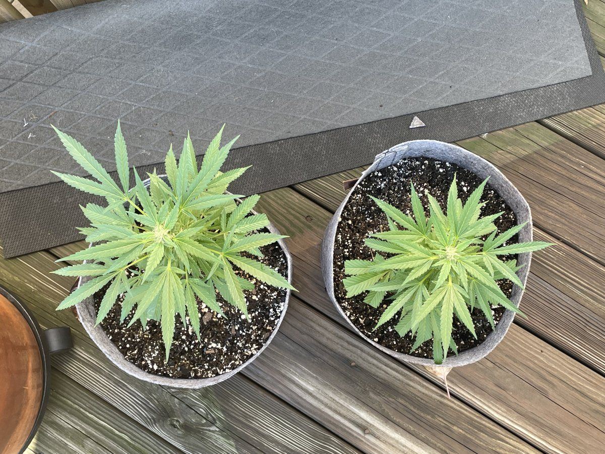 THC Bomb CLONES 09 27 2023 01