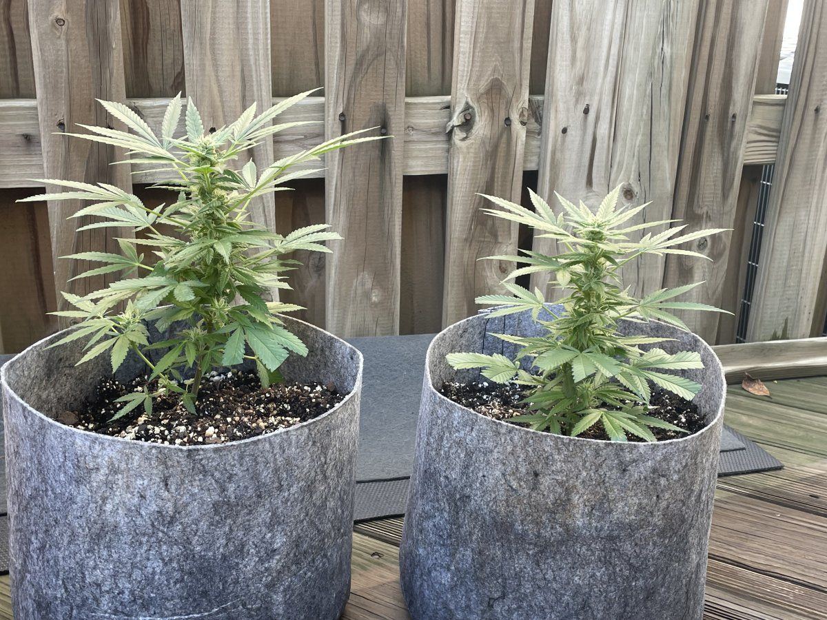 THC Bomb CLONES 09 27 2023 02