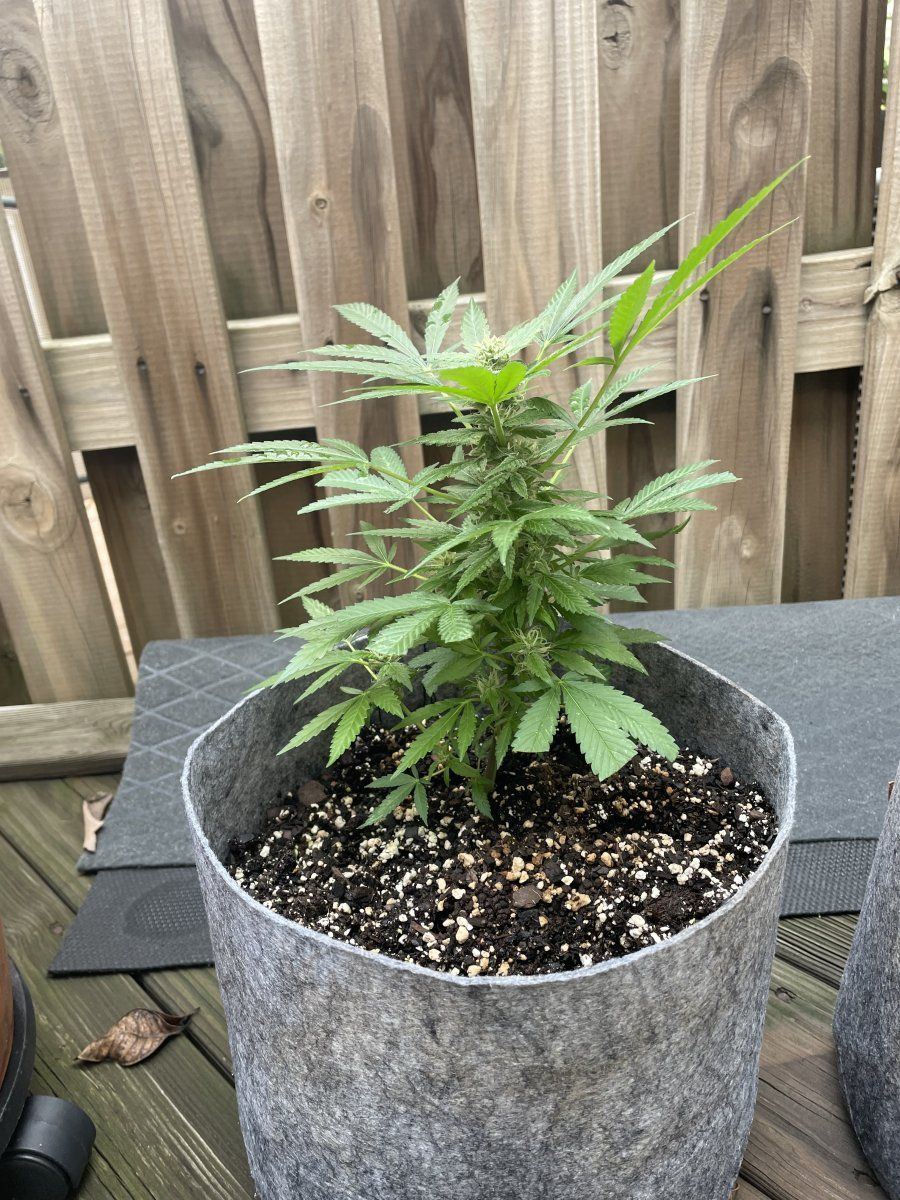 THC Bomb CLONES 09 29 2023 02