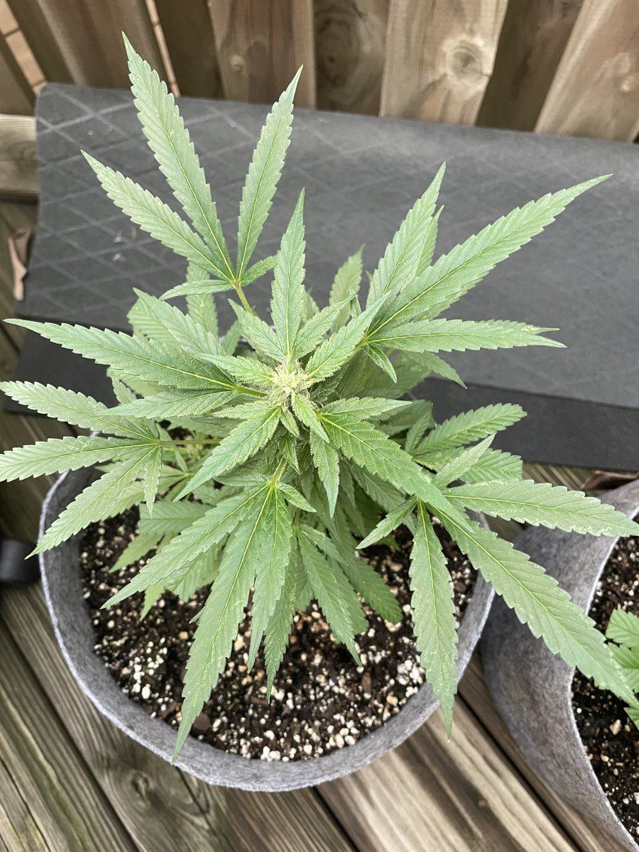 THC Bomb CLONES 09 29 2023 04