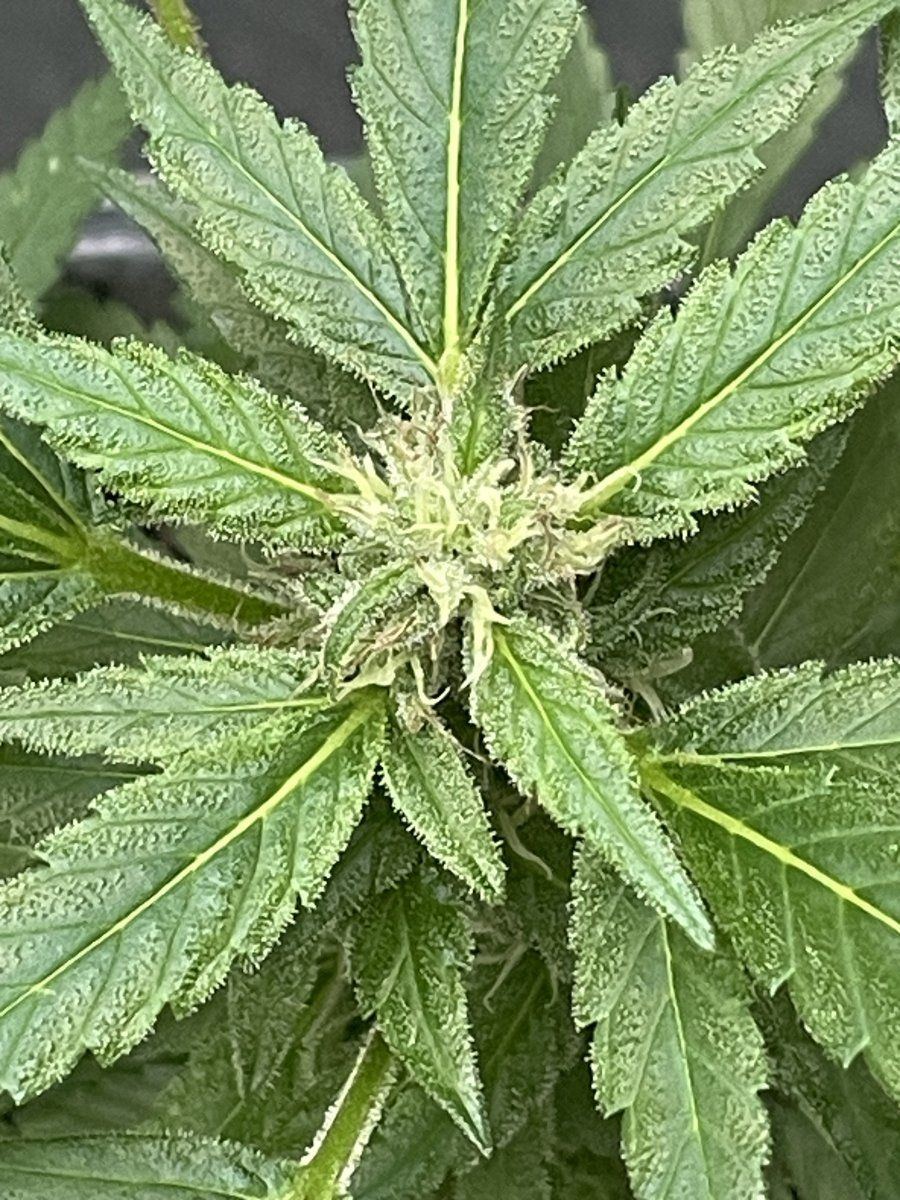 THC Bomb CLONES 09 29 2023 05