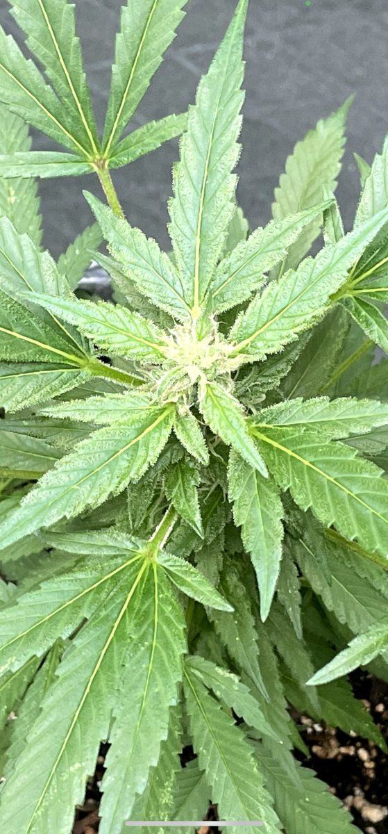 THC Bomb CLONES 09 29 2023 07a