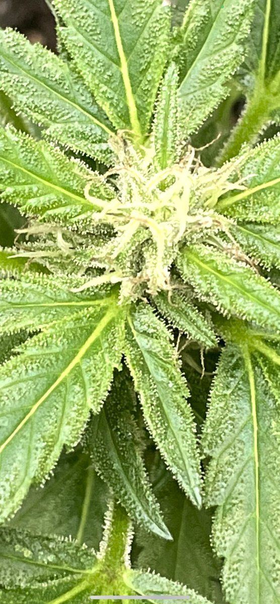 THC Bomb CLONES 09 29 2023 09a