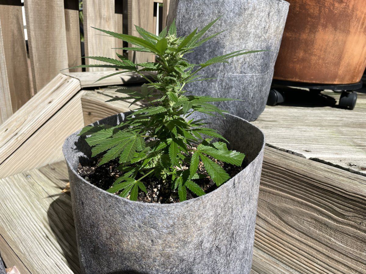 THC Bomb CLONES 10 01 2023 01