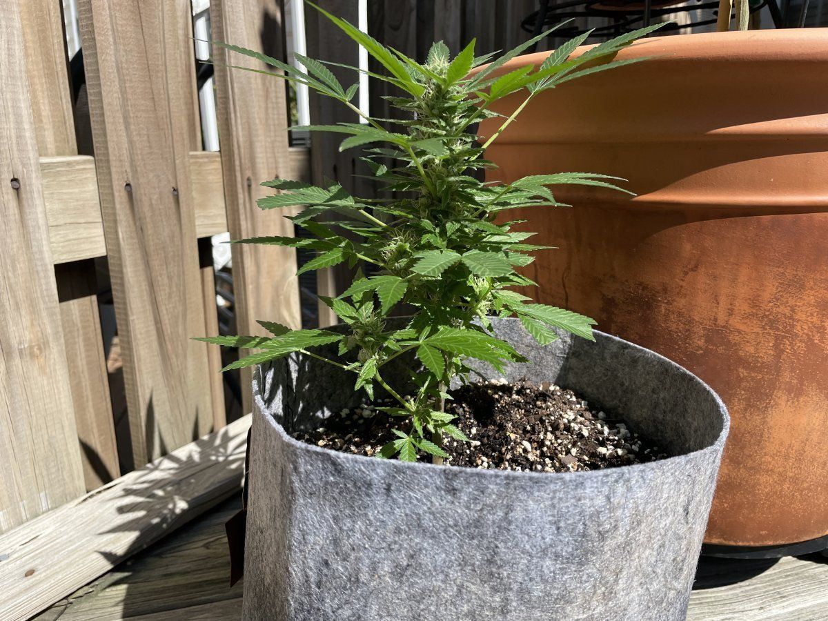 THC Bomb CLONES 10 01 2023 02