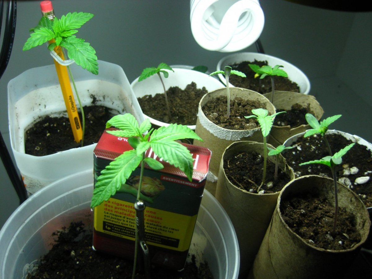 Thc farm group 1