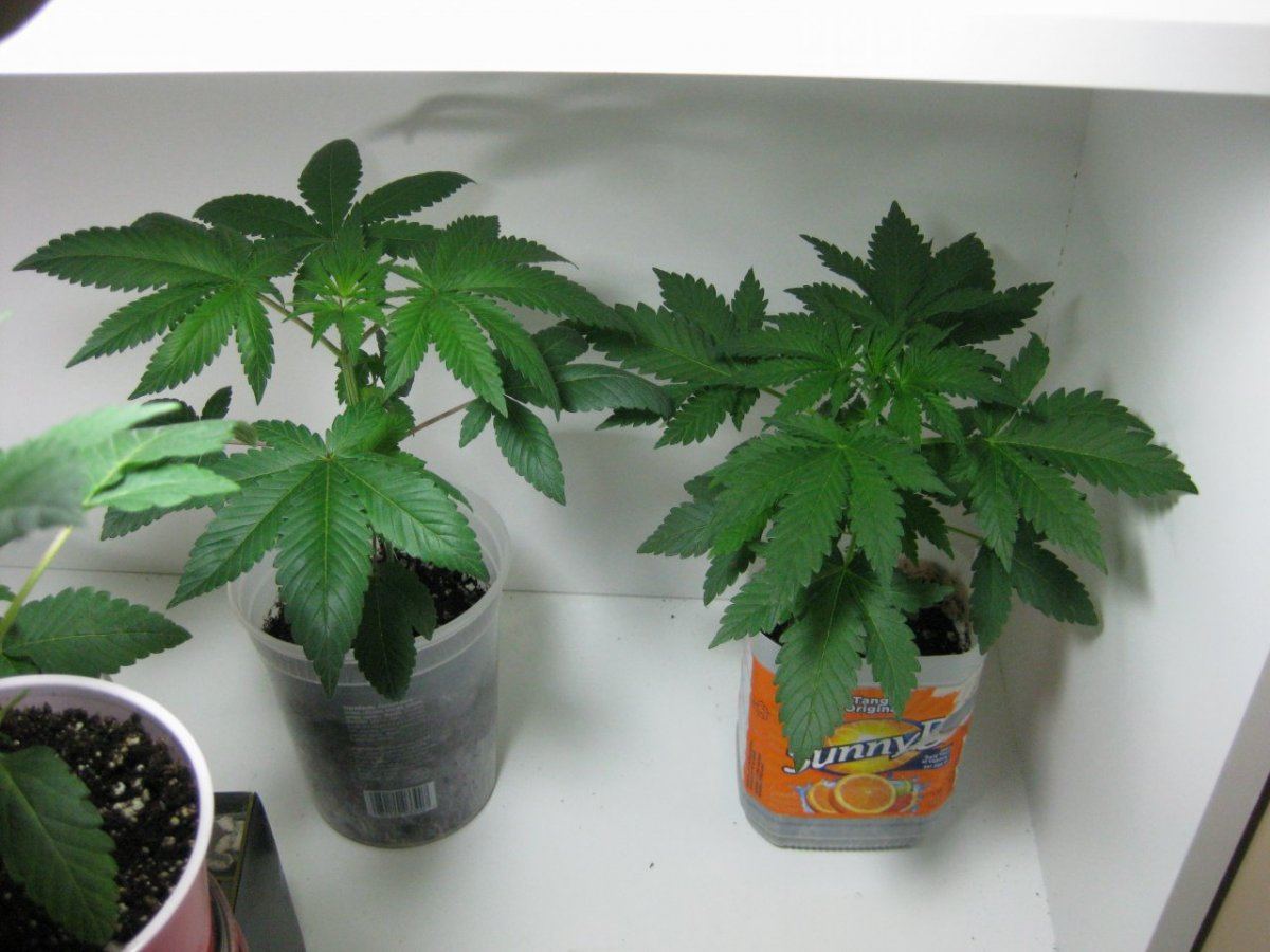 Thc farm