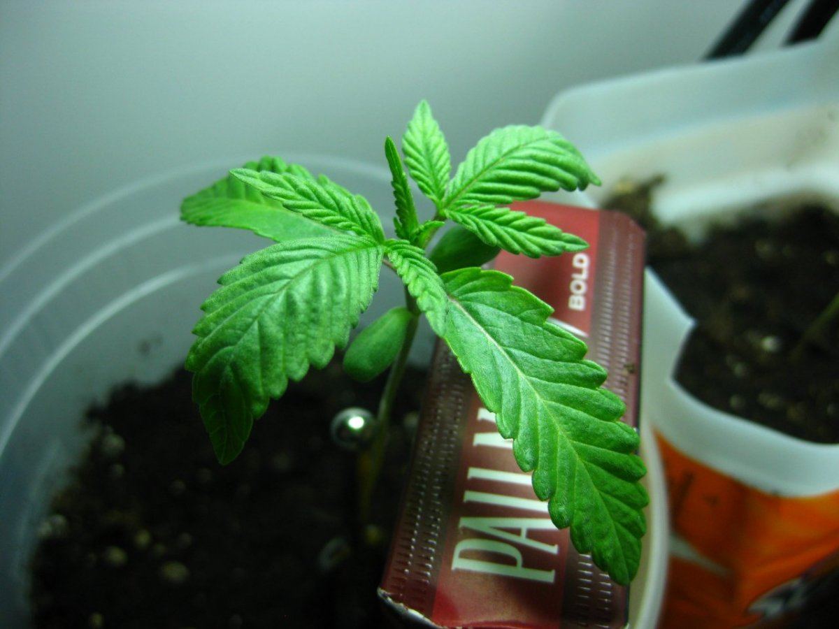 Thc farm p12
