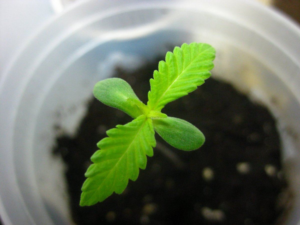 Thc farm p1