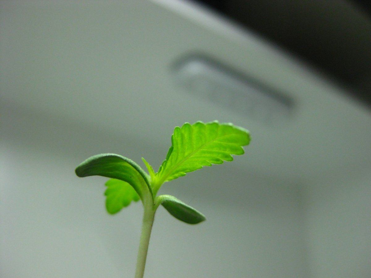 Thc farm p1