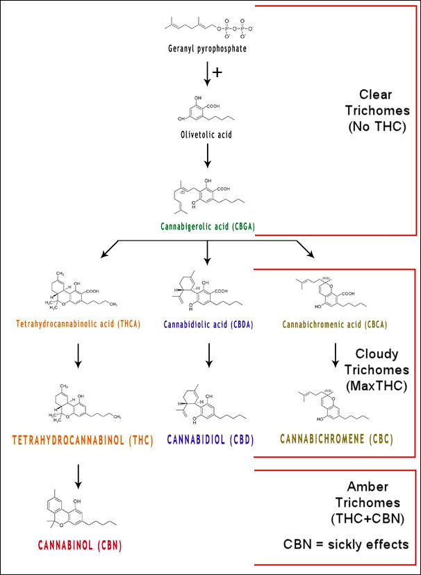 Thc