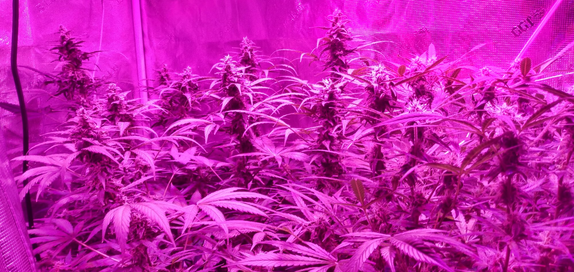Thc1
