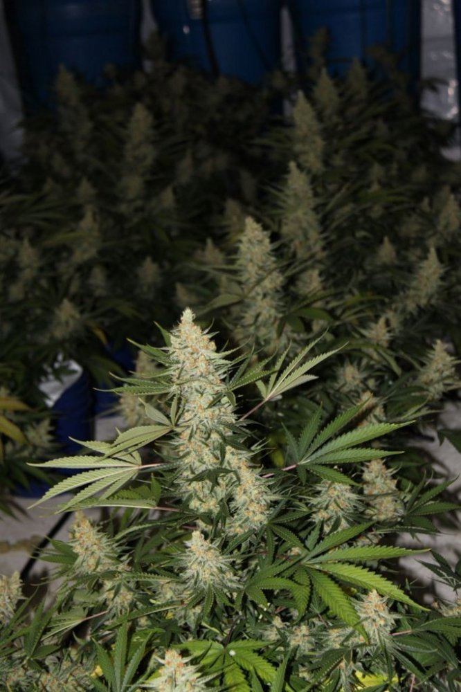 Thc1