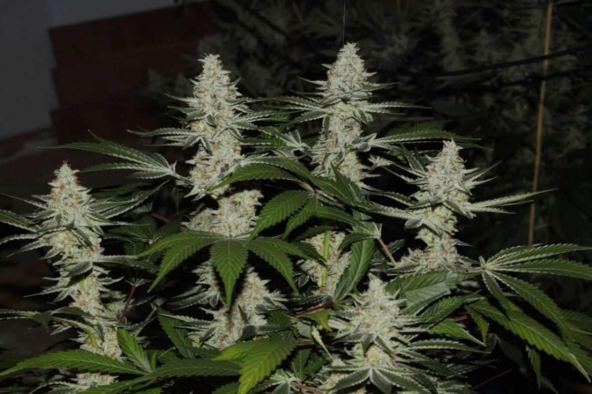 Thc1