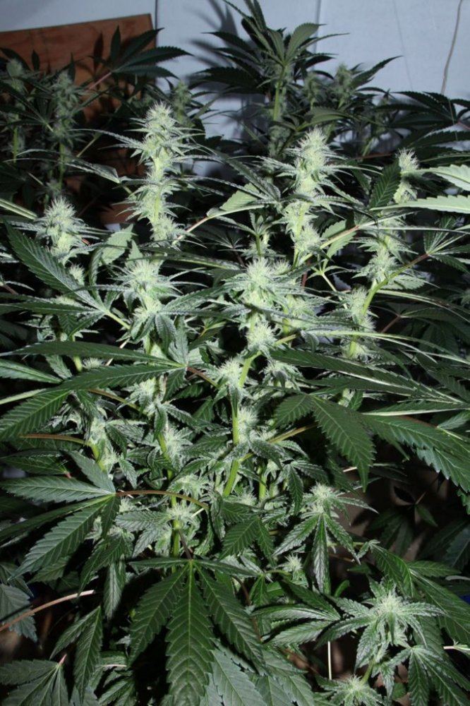 Thc1
