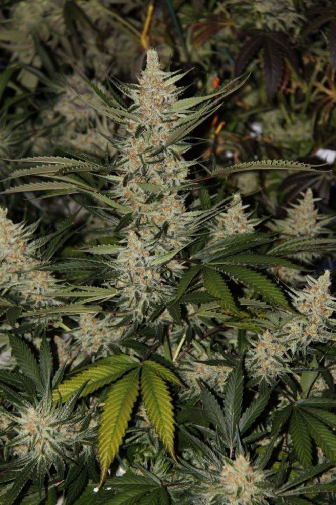 Thc1