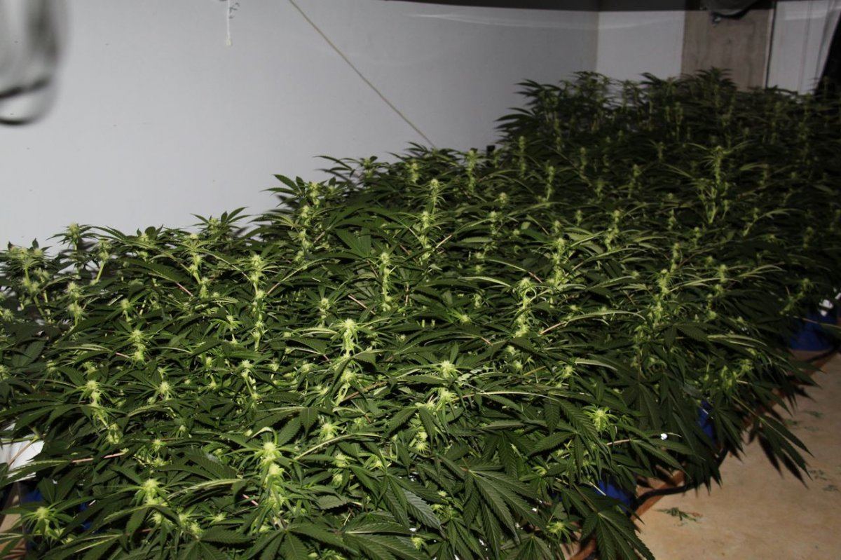 Thc1