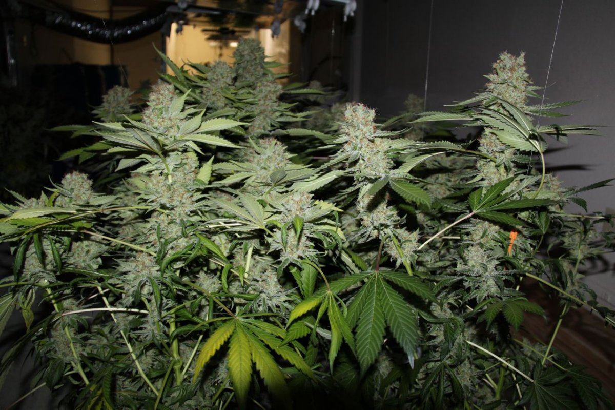 Thc1