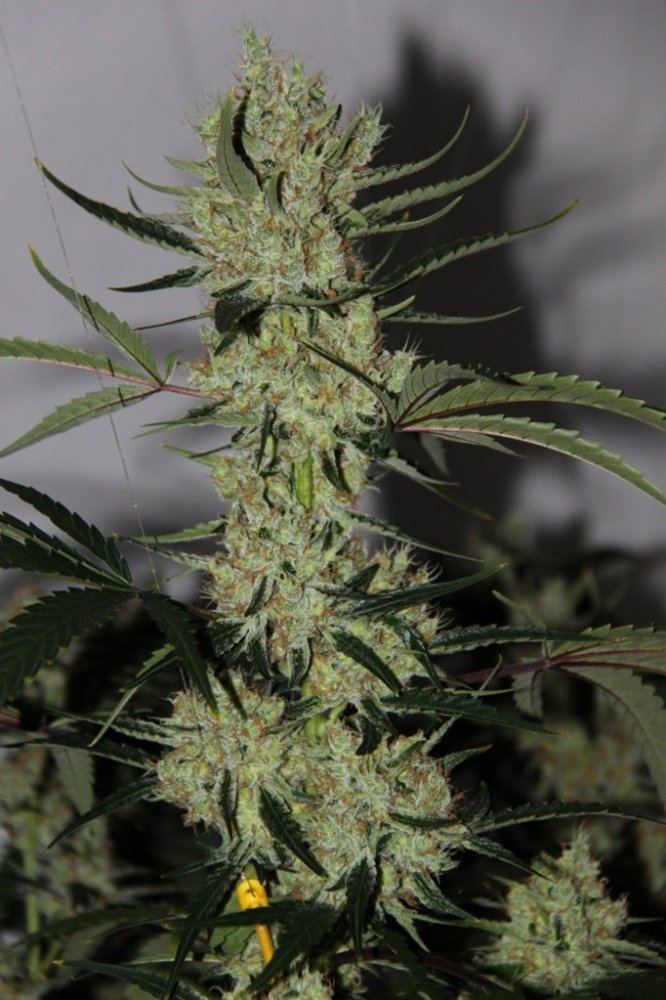 Thc1