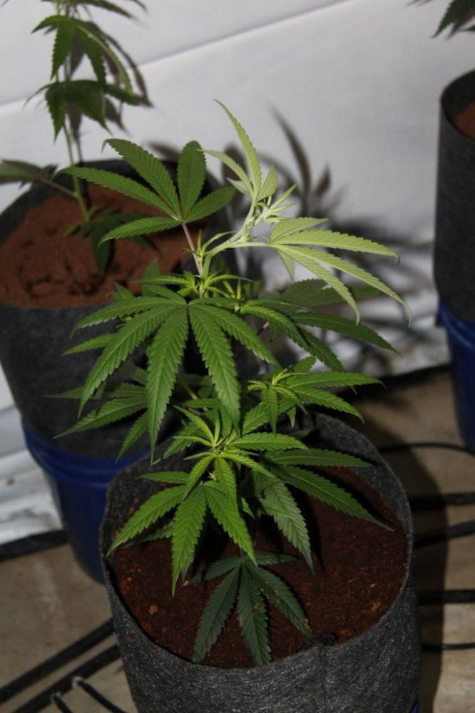 Thc1