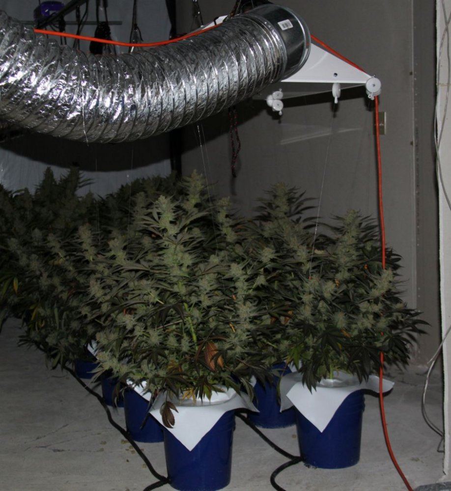 Thc1