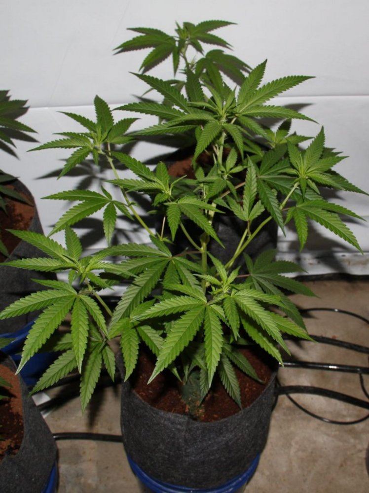 Thc1