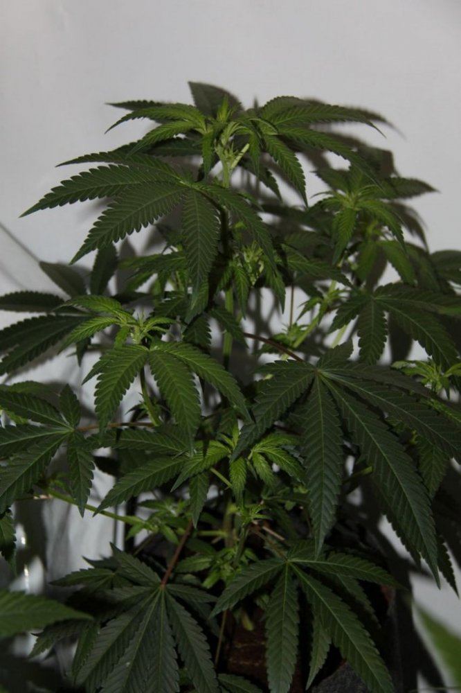 Thc1