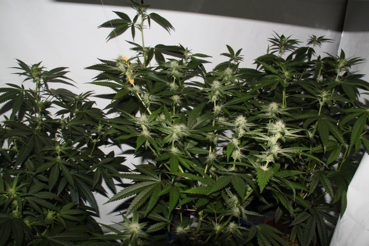 Thc1