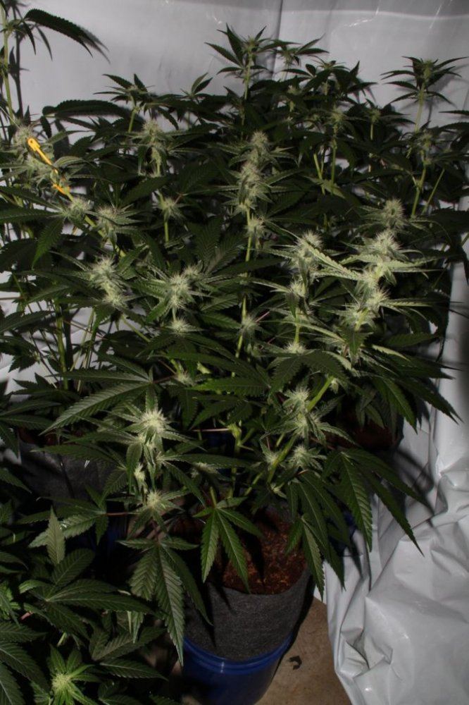 Thc1