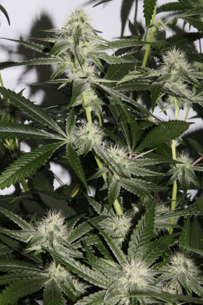 Thc1