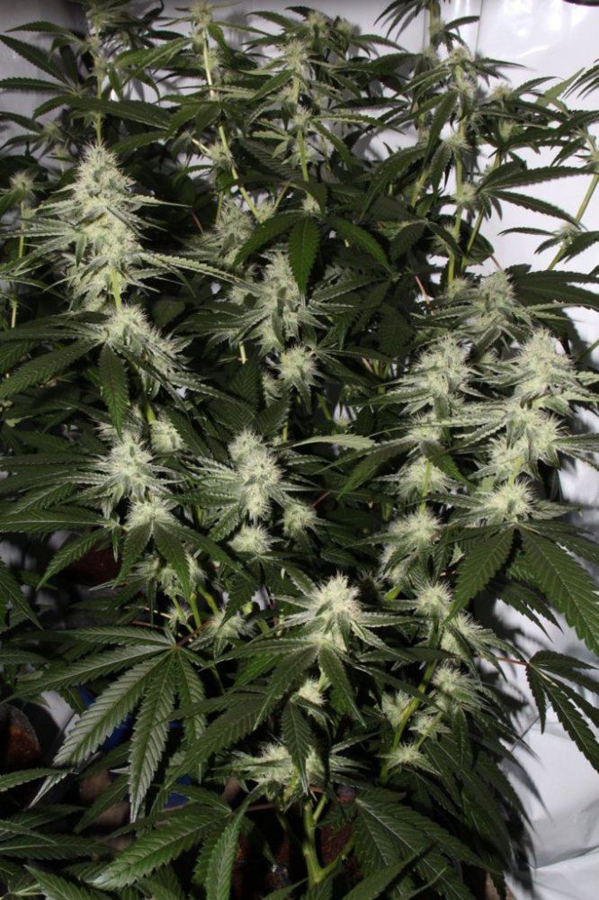 Thc1