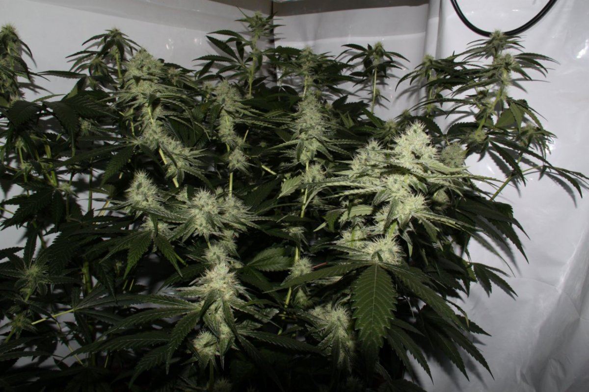 Thc1