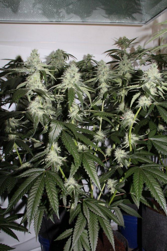 Thc1