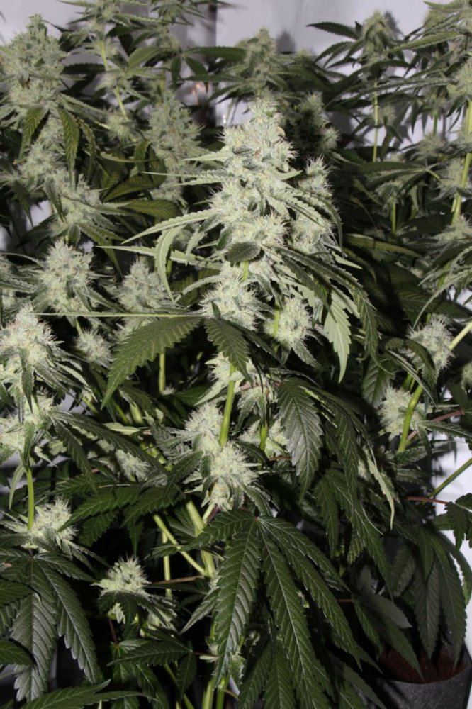 Thc1