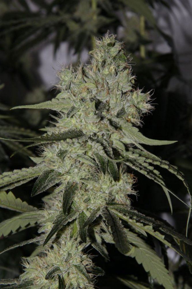 Thc1