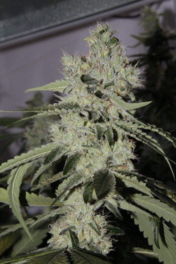 Thc1