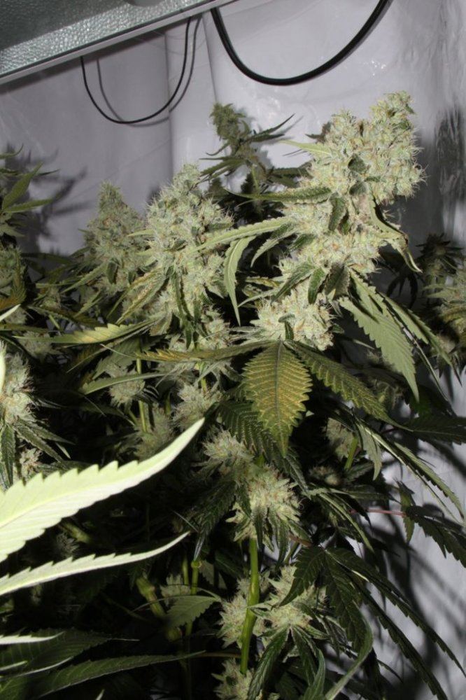 Thc1