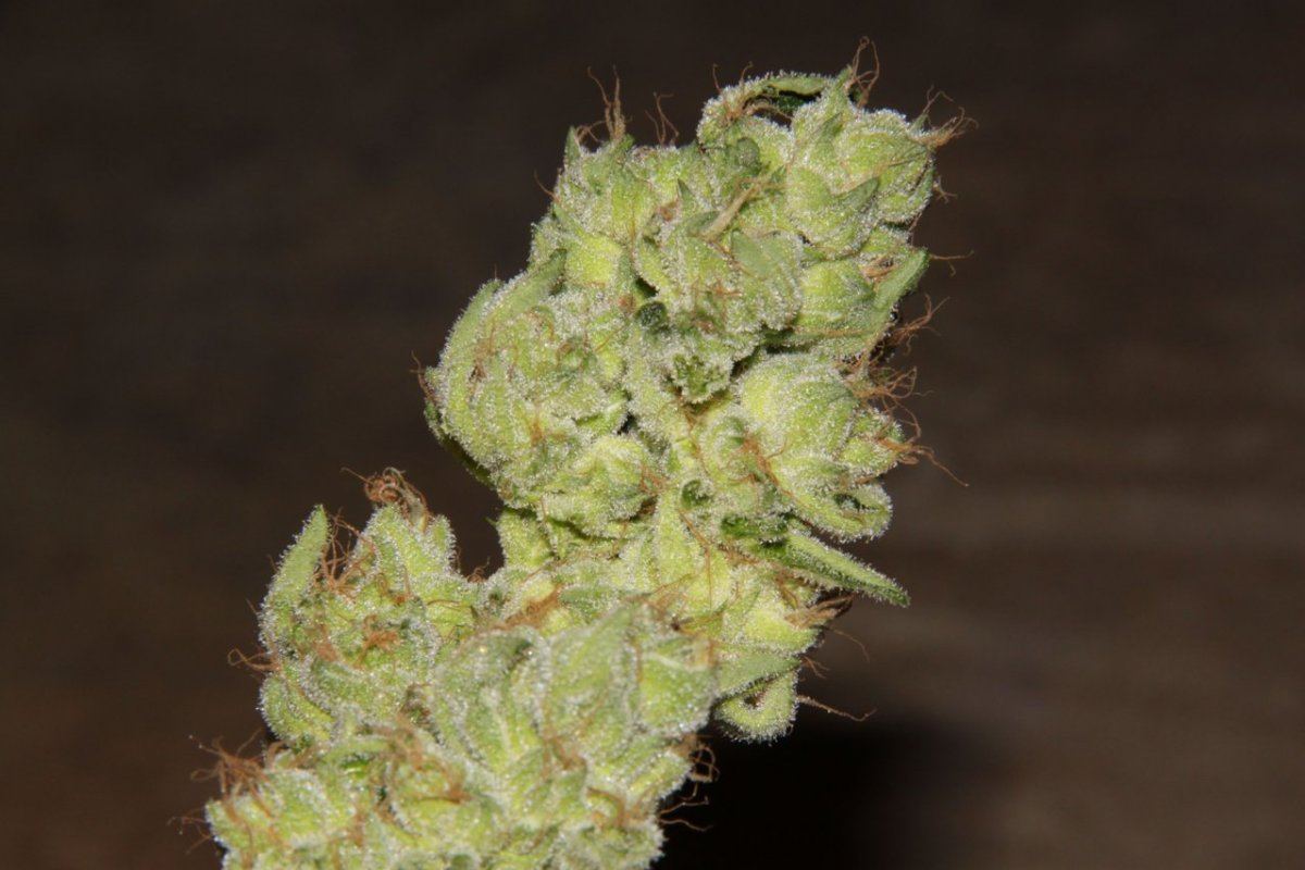 Thc1