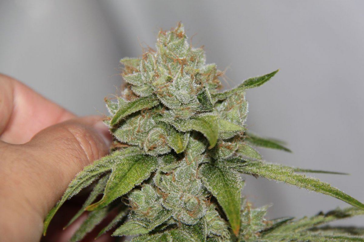 Thc1