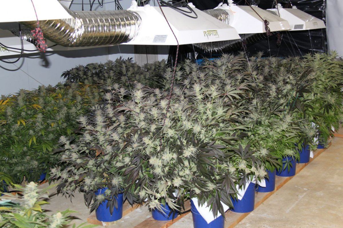 Thc1