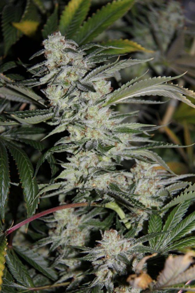 Thc1